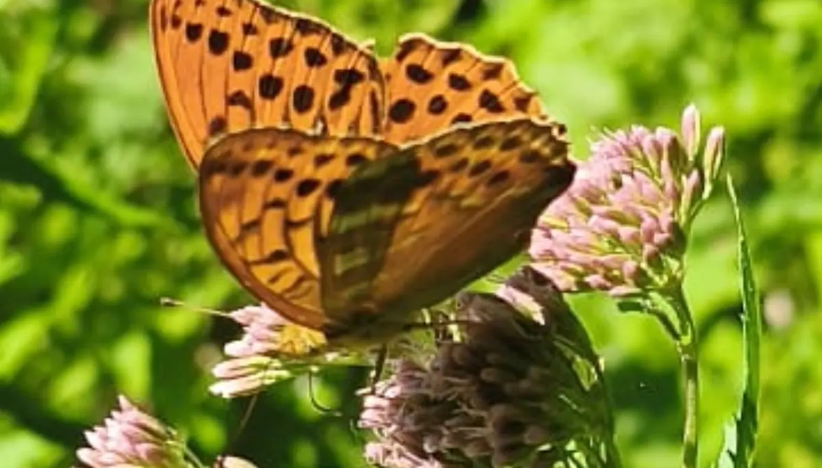 Schmetterling | © Martin Wittmann