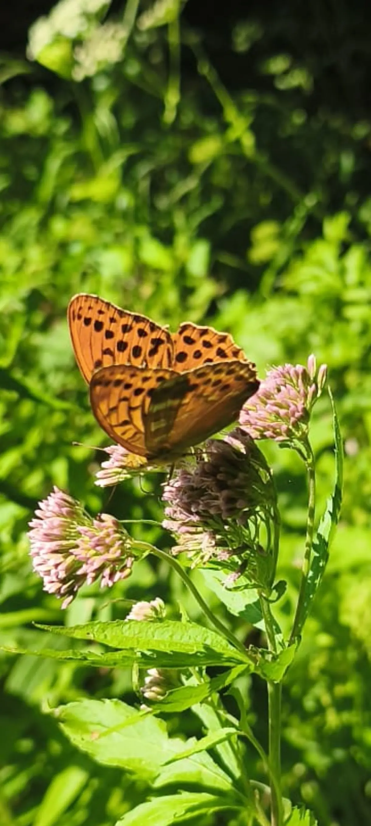 Schmetterling | © Martin Wittmann