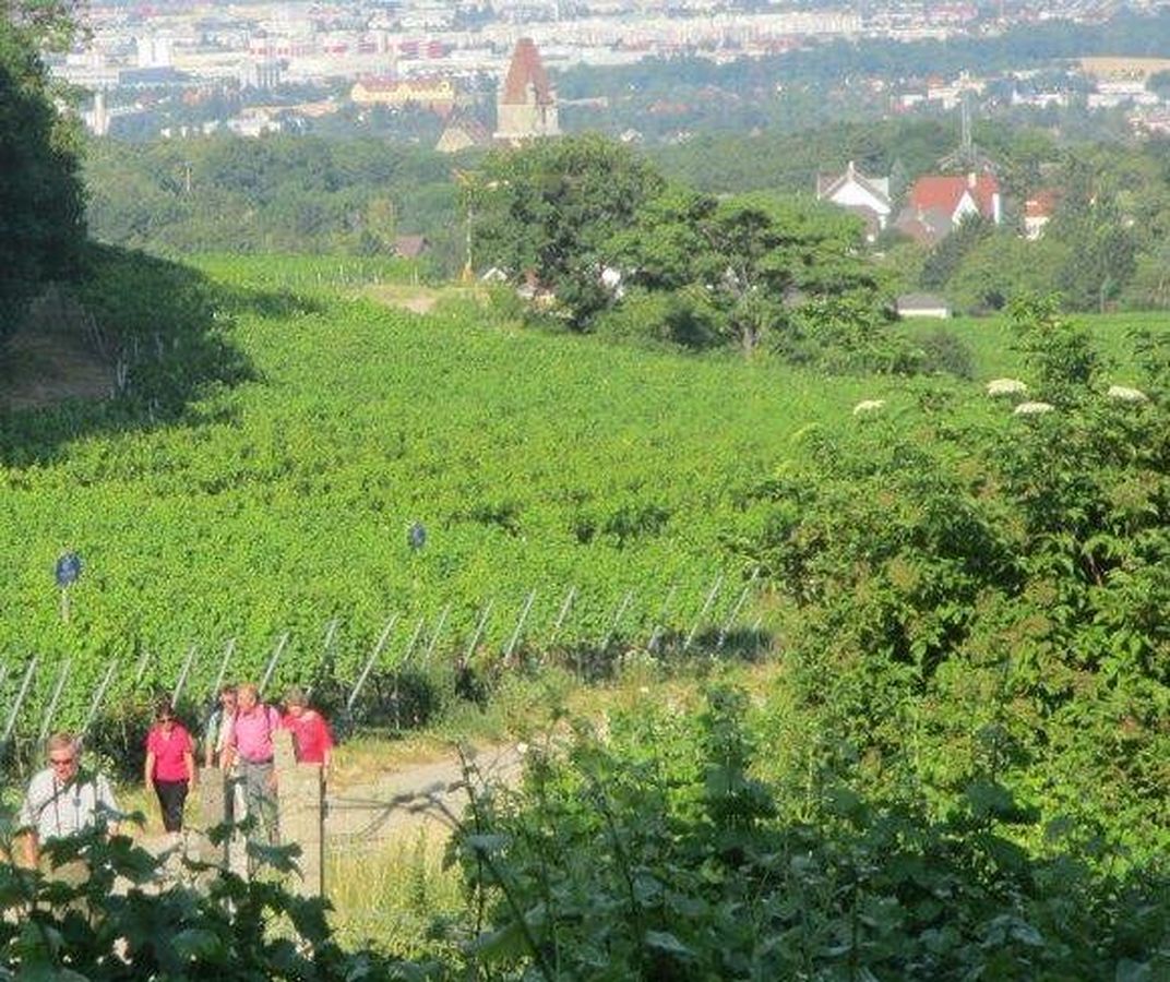 weinberge