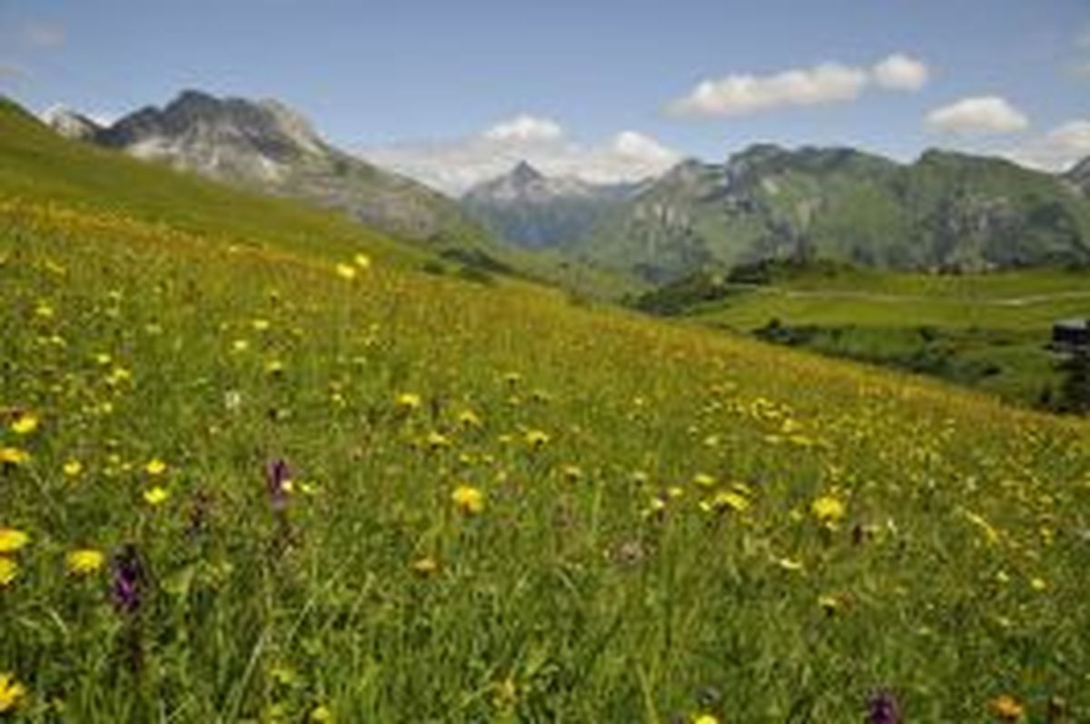 Blumenwiese