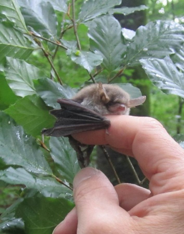 Fledermaus gesucht