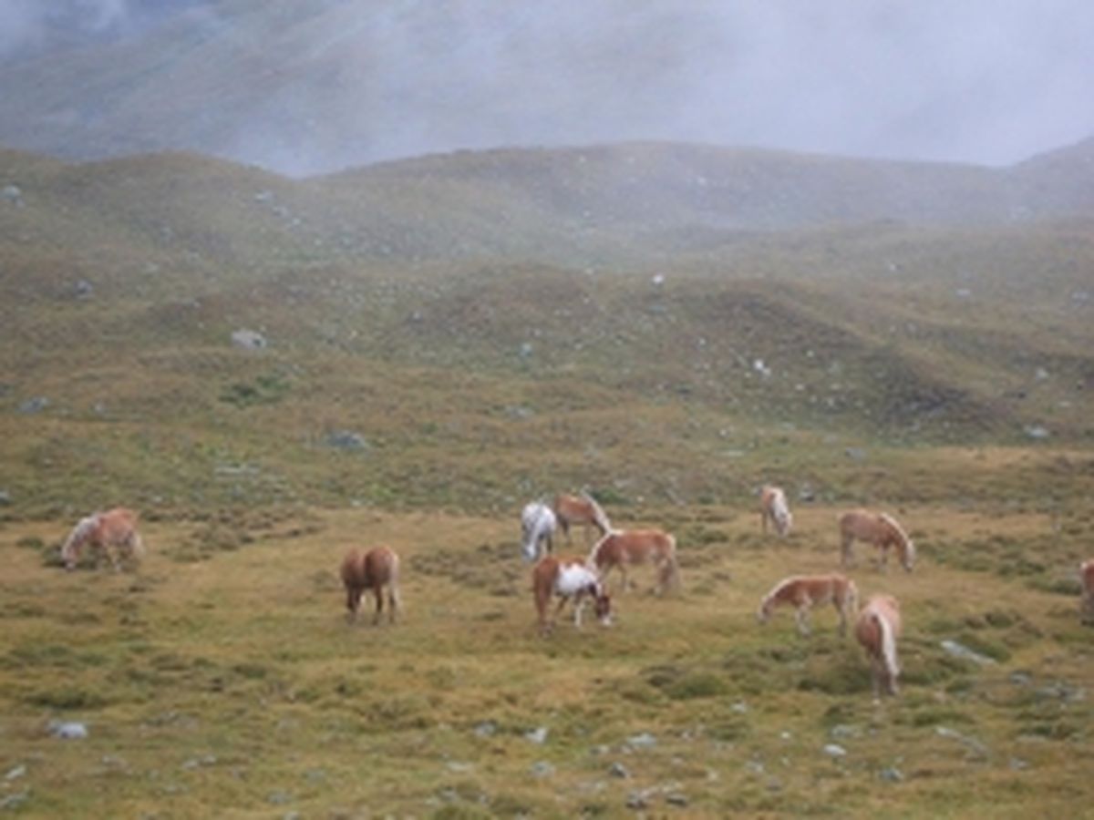 Engadin 2008