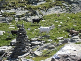 Hochtour Rheinwaldhorn_12