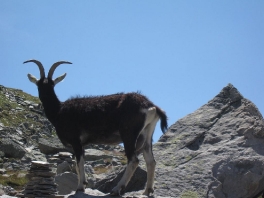 Hochtour Rheinwaldhorn_13