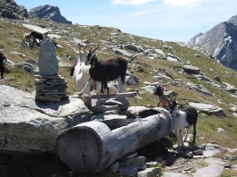 Hochtour Rheinwaldhorn_14