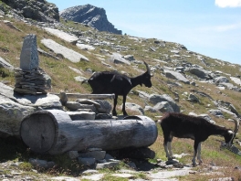 Hochtour Rheinwaldhorn_19