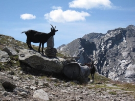 Hochtour Rheinwaldhorn_20