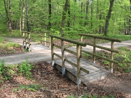 Edelweißweg im Donauwörther Stadtwald_19