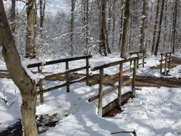 Edelweißweg im Donauwörther Stadtwald_20