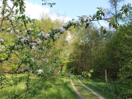 Edelweißweg im Donauwörther Stadtwald_22