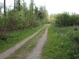 Edelweißweg im Donauwörther Stadtwald_23