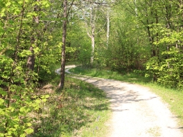 Edelweißweg im Donauwörther Stadtwald_31