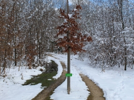 Edelweißweg im Donauwörther Stadtwald_37