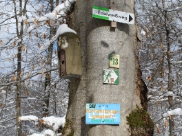 Edelweißweg im Donauwörther Stadtwald_41