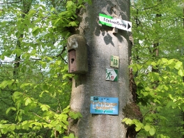 Edelweißweg im Donauwörther Stadtwald_42